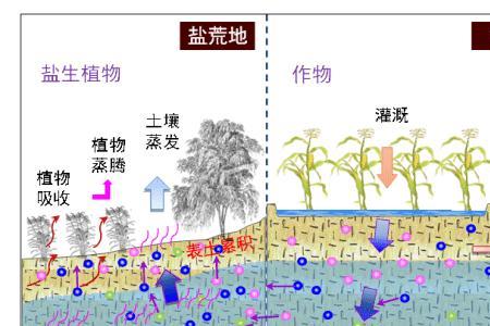 盐碱化和盐渍化的区别