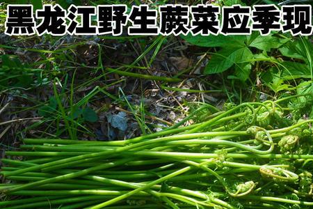 野菜猫爪菜保存方法