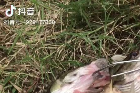 东江湖路亚鳜鱼最佳钓点