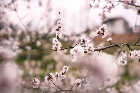 杏花微雨欲沾衣是什么意思