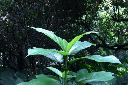 亚库纳是哪里的植物