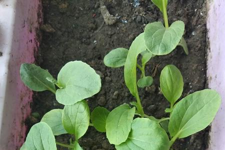 白菜苔什么时候长出小叶子