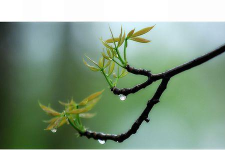 雨纷纷是什么短语