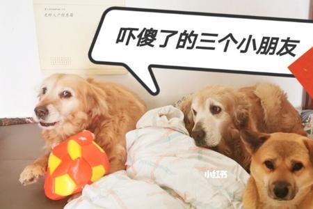 三个犬加口是什么字