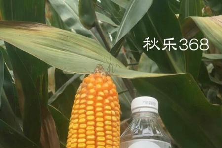 秋乐618玉米种是白釉还是是红釉