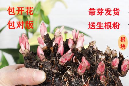 芍药花根全断了再栽上还会活吗