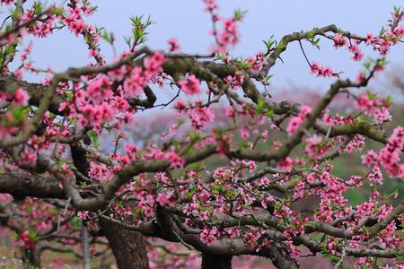 桃花源里看桃花下联