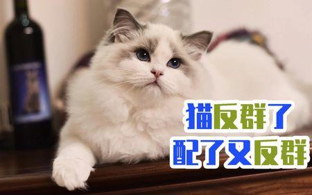 猫怀孕了还会反群吗