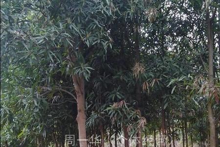 山西哪里种植扁桃最好