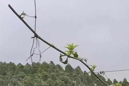 百香果冬天全部枯死还能活吗