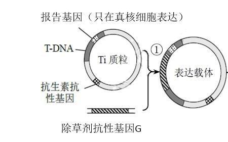 载体自身环化是什么意思