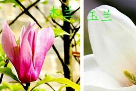 玉兰花花芽与叶芽怎么区分