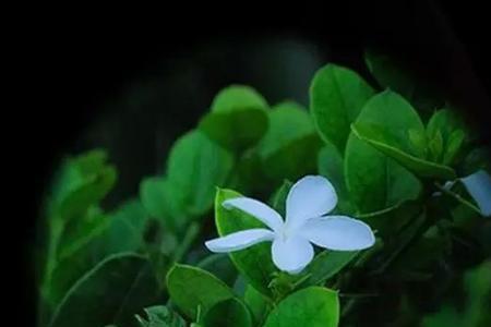 时间织雨岁月缝花啥意思