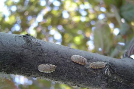 平安树树虱子是啥样的