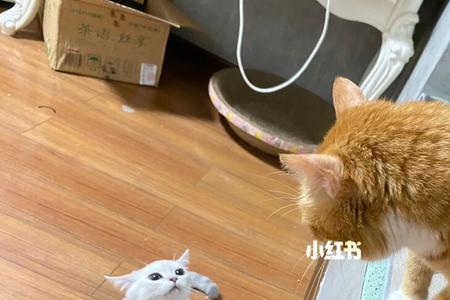 橘猫和银渐层哪个更体格大