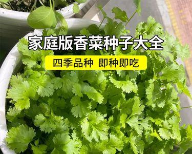 麦香菜品种介绍