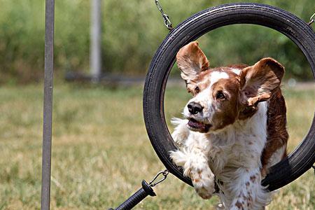 比格犬和史宾格哪种嗅觉好