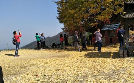 登岚寺银杏什么时候变黄