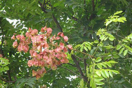 黄山栾树可以开两种颜色的花么