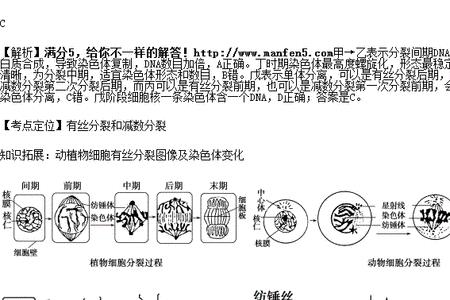 原核生物如何进行细胞分裂