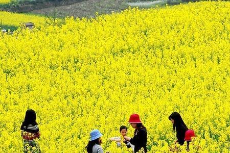 秋季露地油菜一般啥时候种