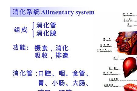 消化器官的结构特点