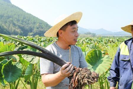 早芋种植时间和方法