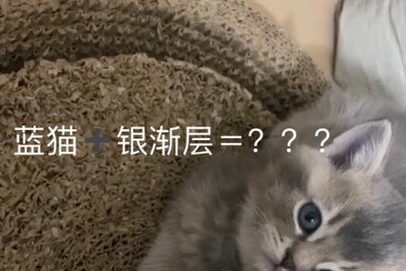 为什么蓝猫和银渐层一起养