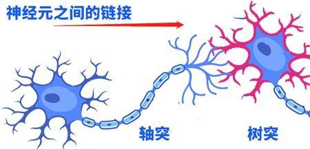 一个轴突有多个突触吗