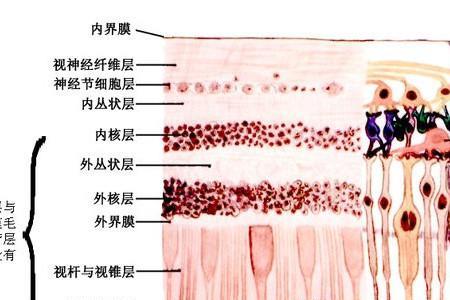 jdi视网膜屏幕是什么意思