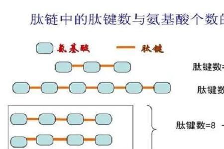 肽键在什么条件下断裂