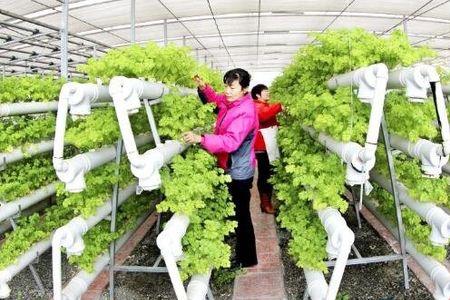 室内种植蔬菜用土或营养液好