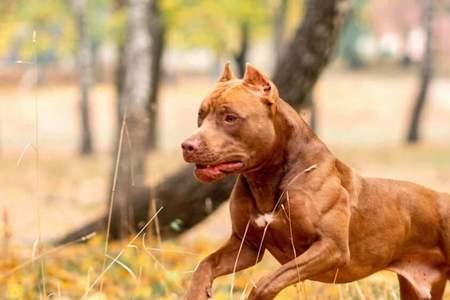 比特犬 精力旺盛期多长