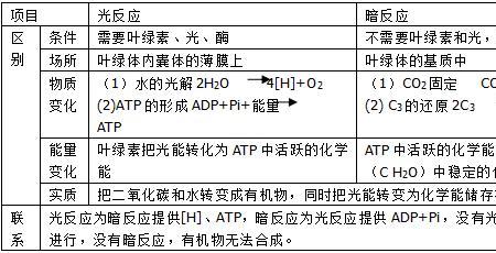 还原氢在光合作用中的作用