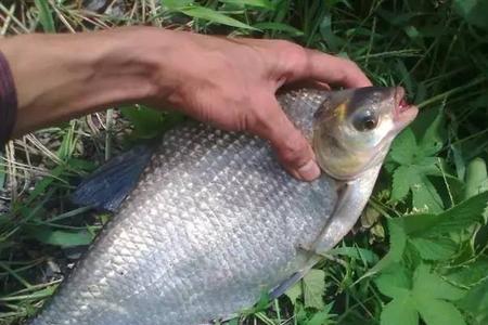 柳叶鳊鱼一年能长多大