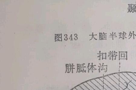 绘画由大脑的哪侧半球负责