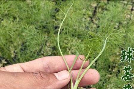 莳萝和球茎茴香是同一种植物吗