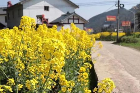 遵义市油菜最佳种植时间