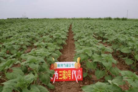 三瑞三号葵花种植方法