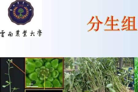 云南农业大学植物学考研科目