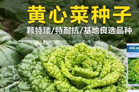 黄心菜一年四季能种吗