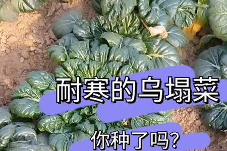 乌塌菜什么时候间苗