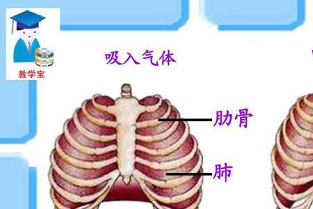 人呼出的气体有什么