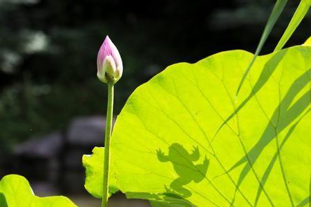 含有蛙山花的古诗词