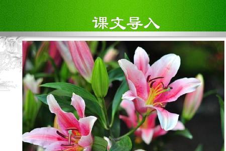 高中教材百合花引用了吗