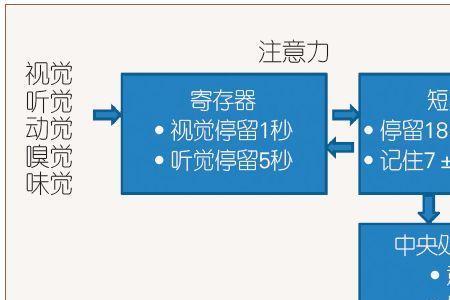 人脑的特有功能是记忆还是语言