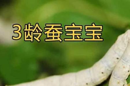 20的蚕宝宝一天喂几次