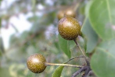 豆梨种子种植方法