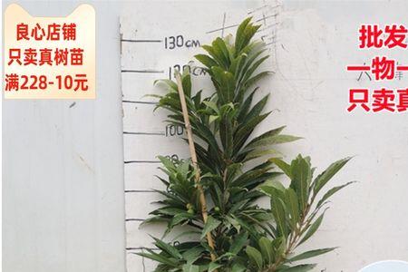 蛋黄果开花结果过程