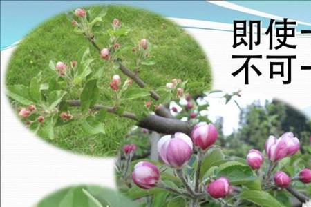 保花保果是什么意思